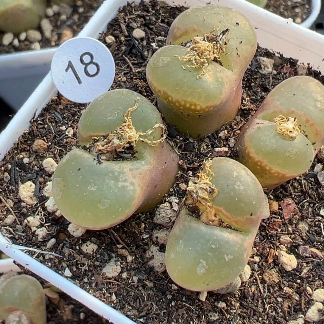 多肉植物1111111111111