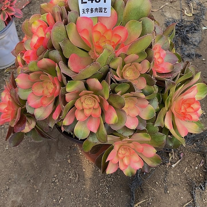 多肉雅典娜461多肉