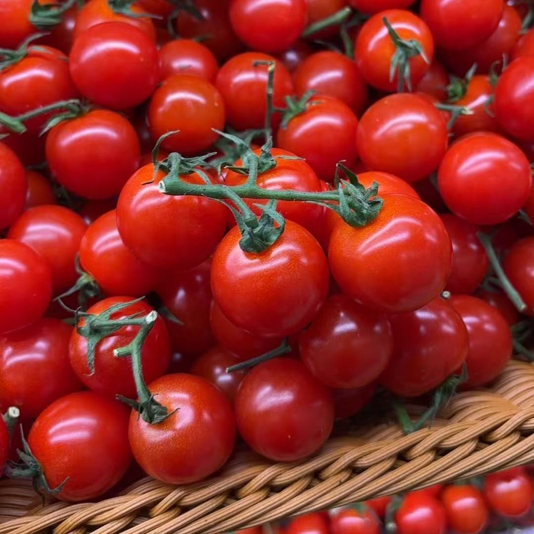 新鲜樱桃番茄  约500g