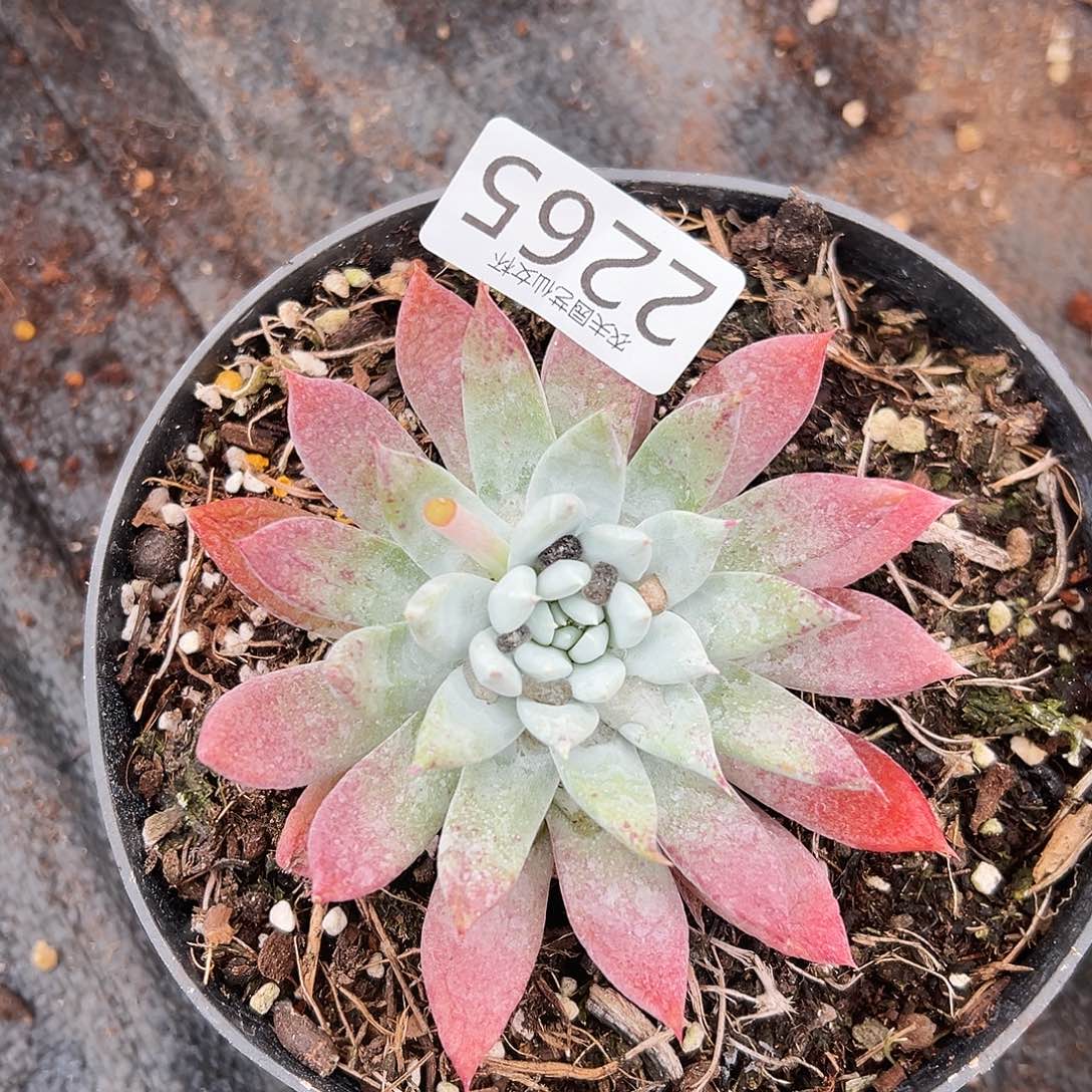 阿金尼仙女杯多肉。