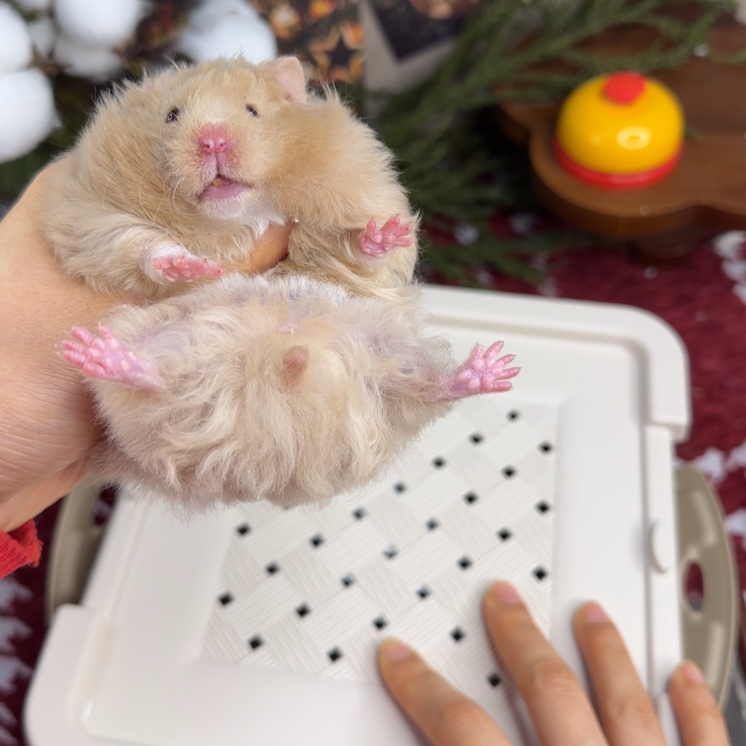 卷毛香槟妹妹10.25