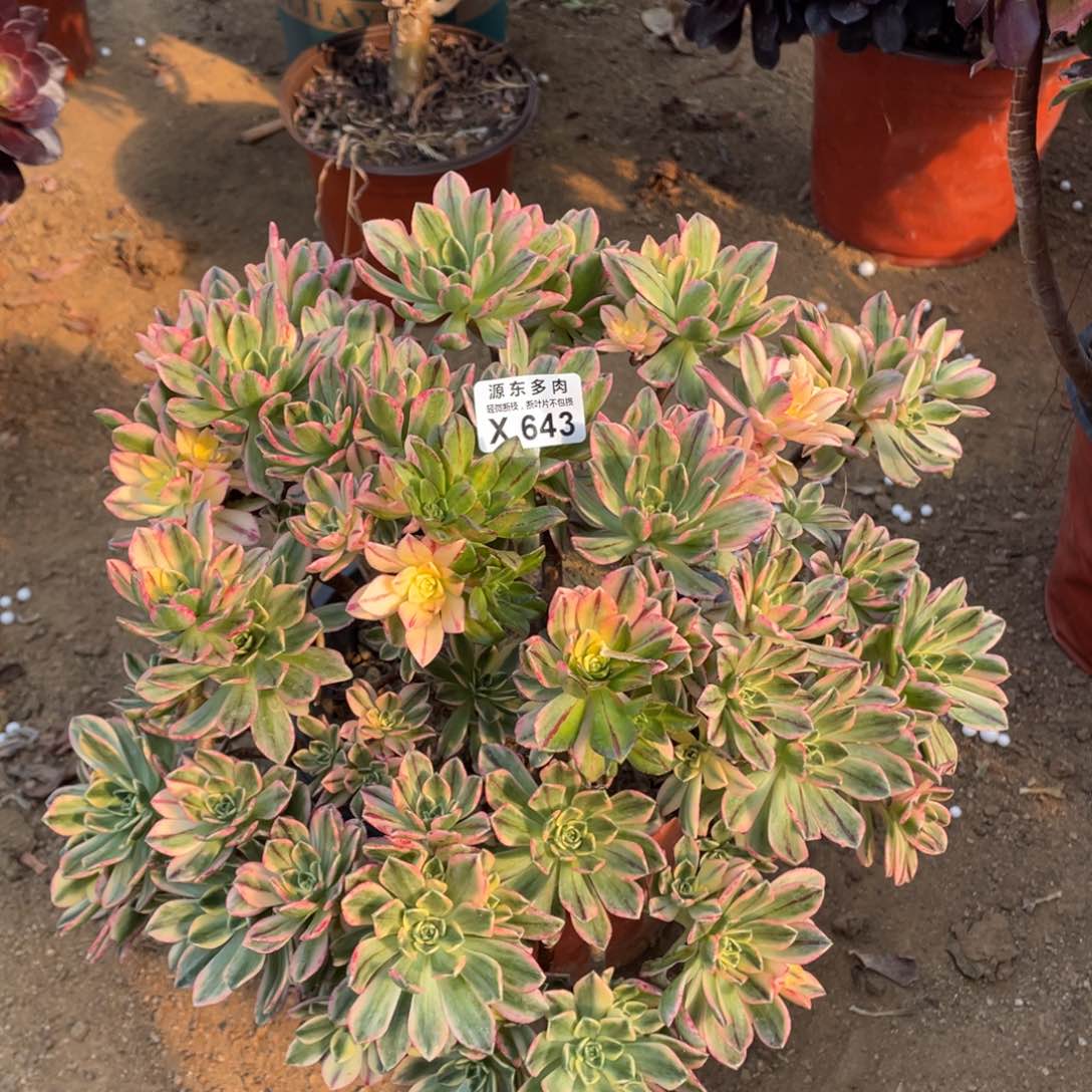 643甜茶多肉法师断枝不包