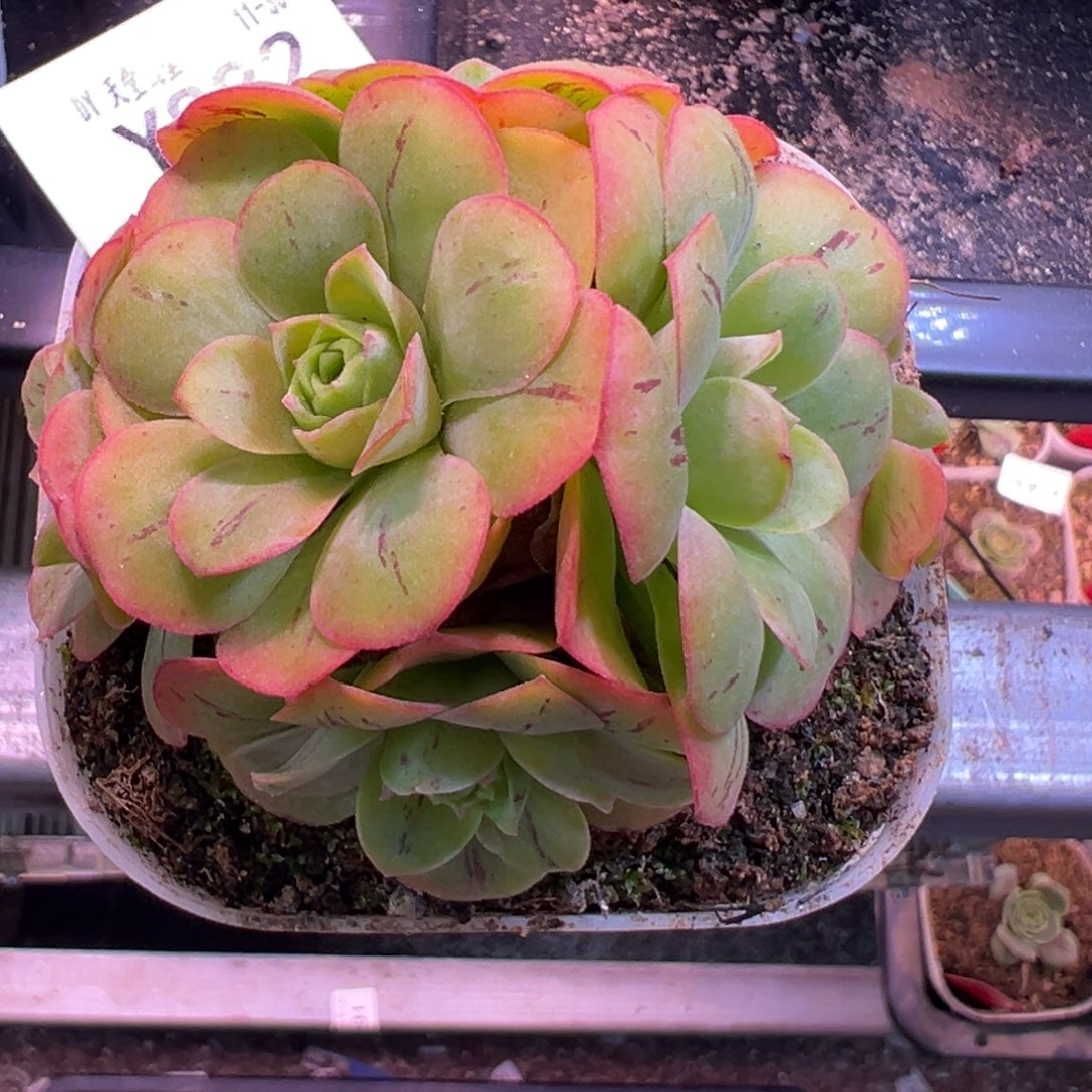 予***এ杨882 不知名捡漏 福利