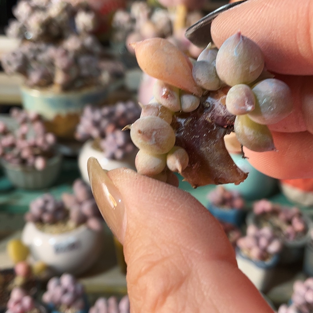 ****萌多肉植物的生长发育和生长发育