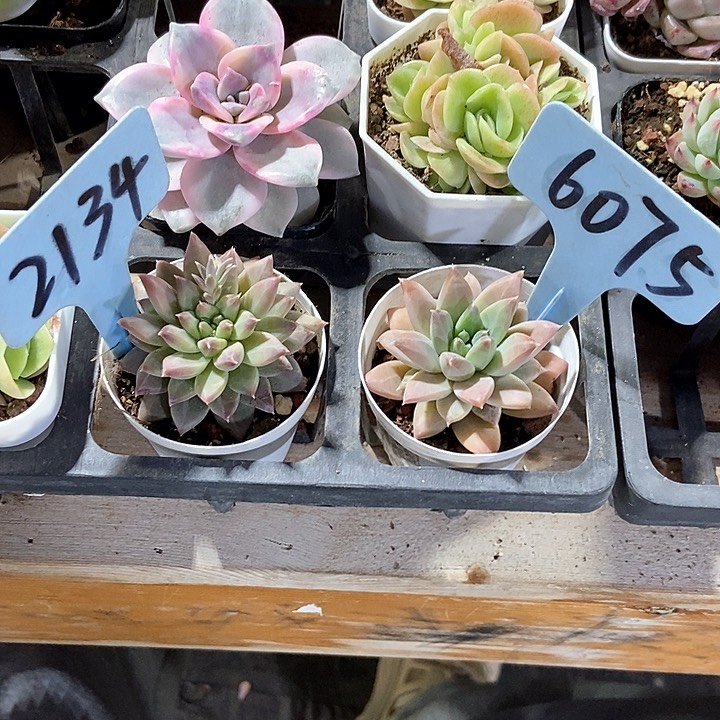 小*?多肉植物2134 6075