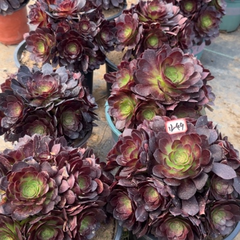 12-49赤焰莲亮牌8一个多肉植物