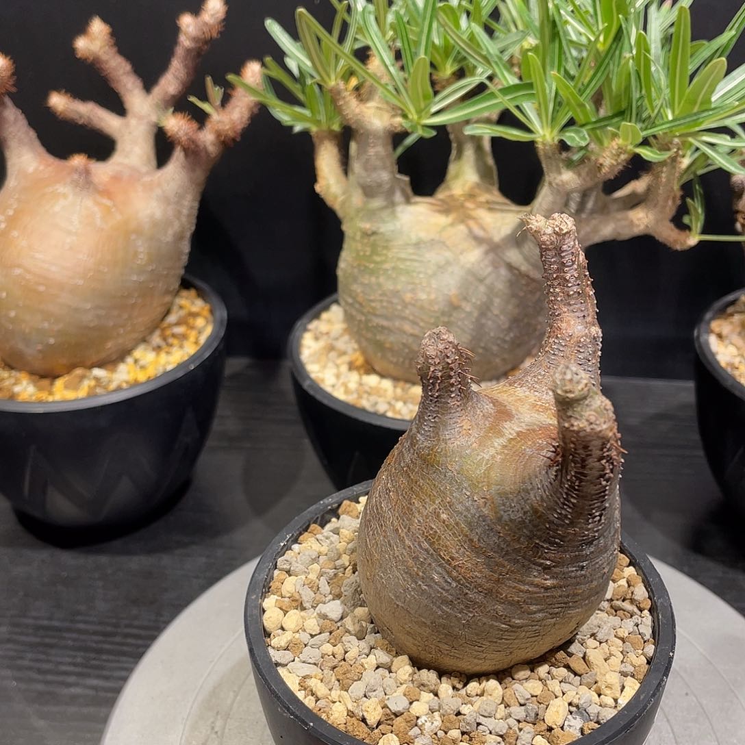 象牙宫带盆包邮哦