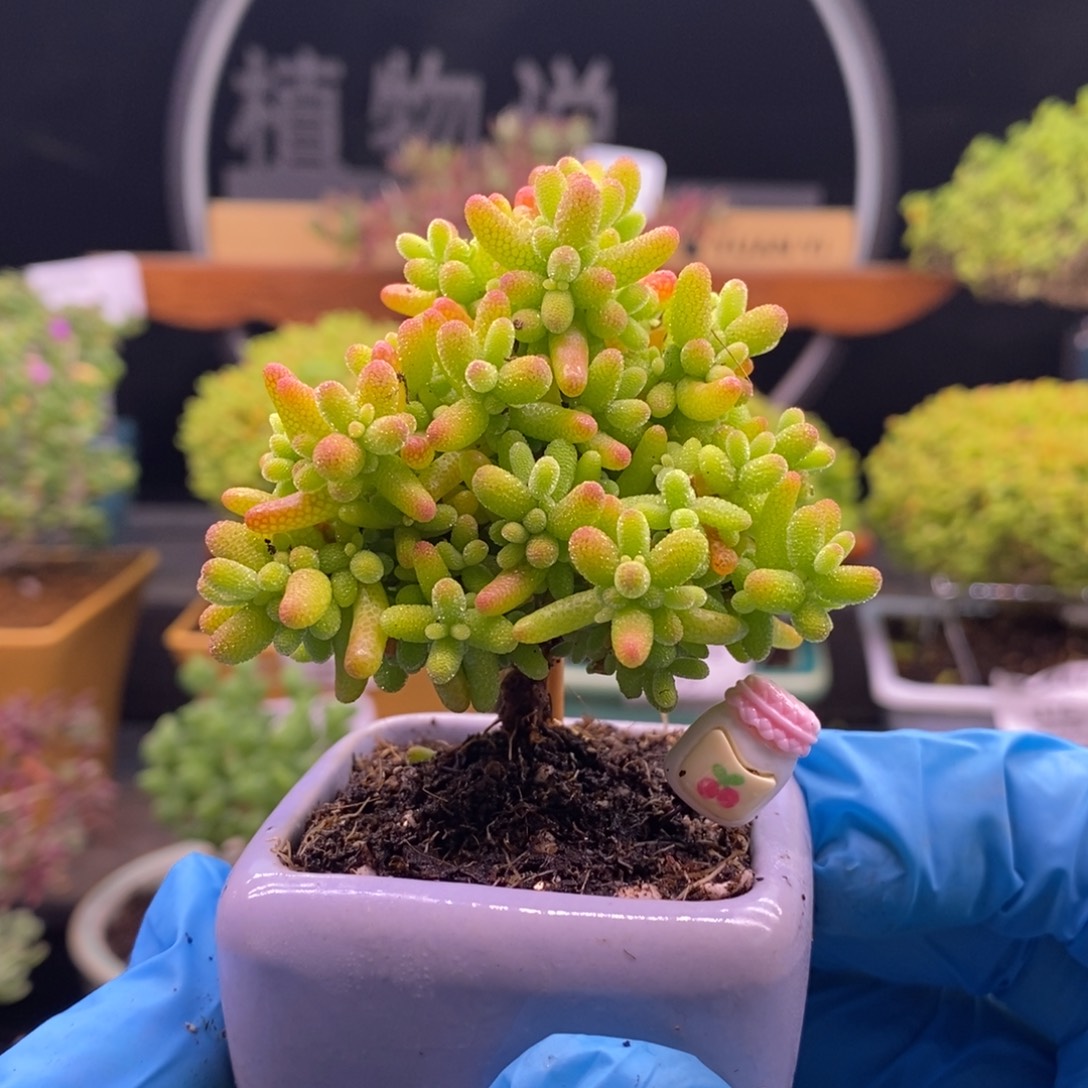 549圣诞树金橘。       