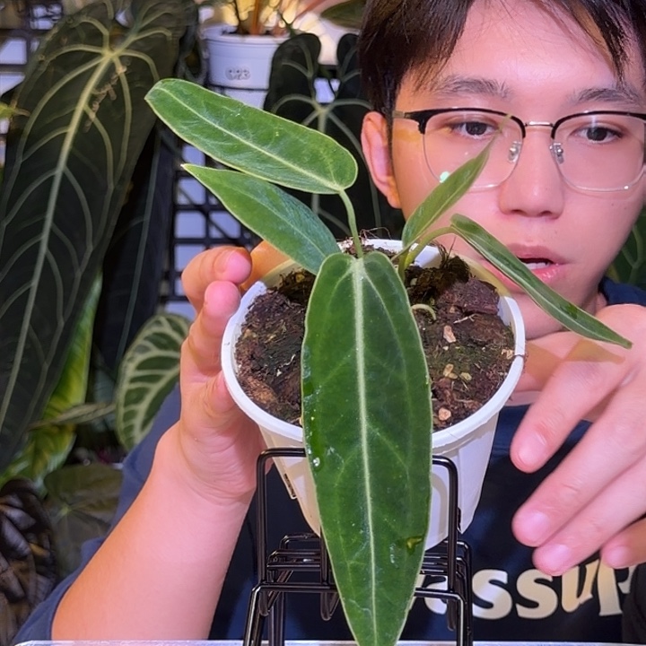 完全开放M124 籽播火鹤后