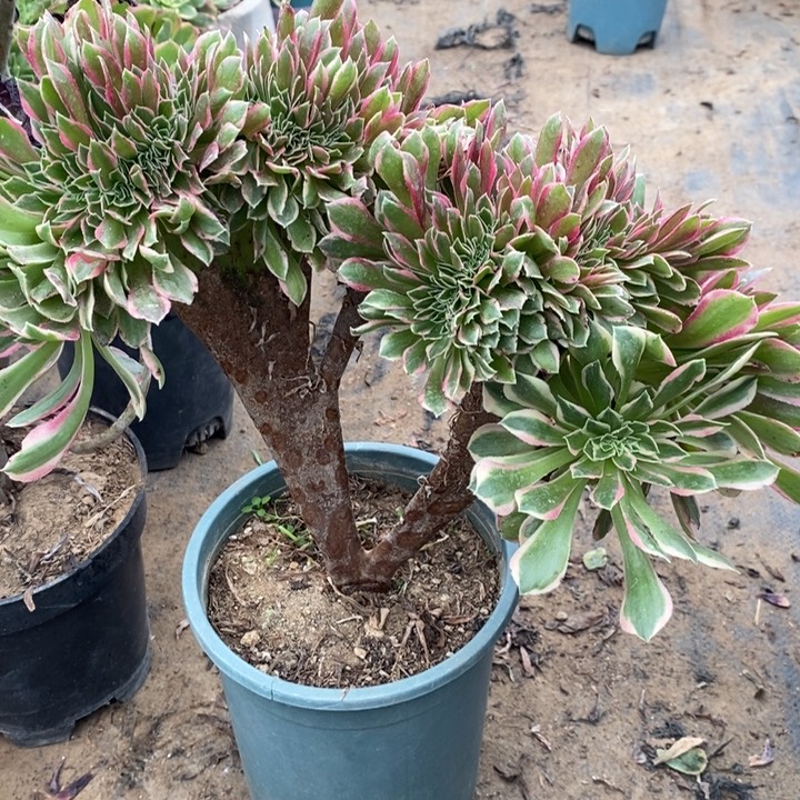 女神缀150多肉法师法师