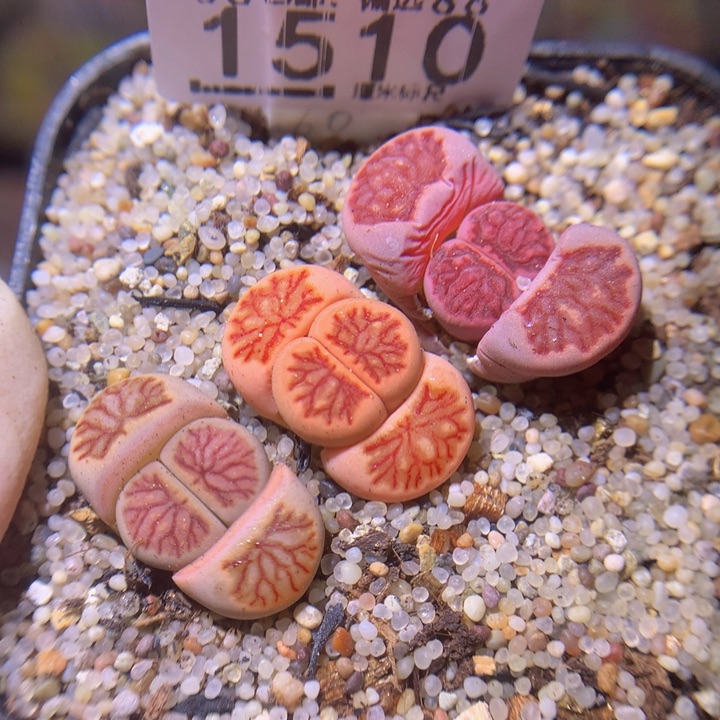 Sss精品生石花1510