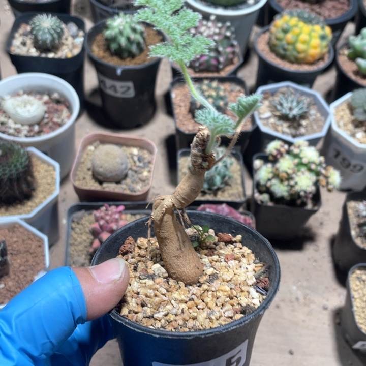 135枯木洋葵块根