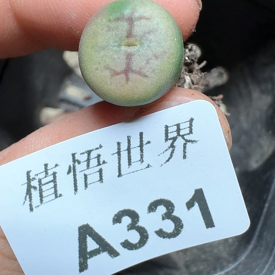 331号多肉植物哇fv