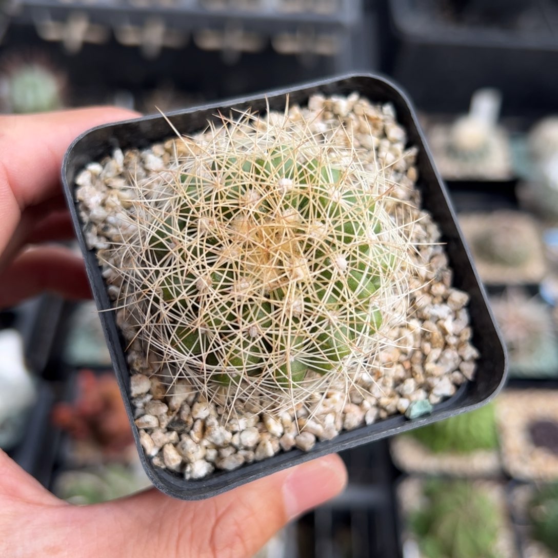 黎***待蜘蛛丸 侧芽繁殖脱土发货