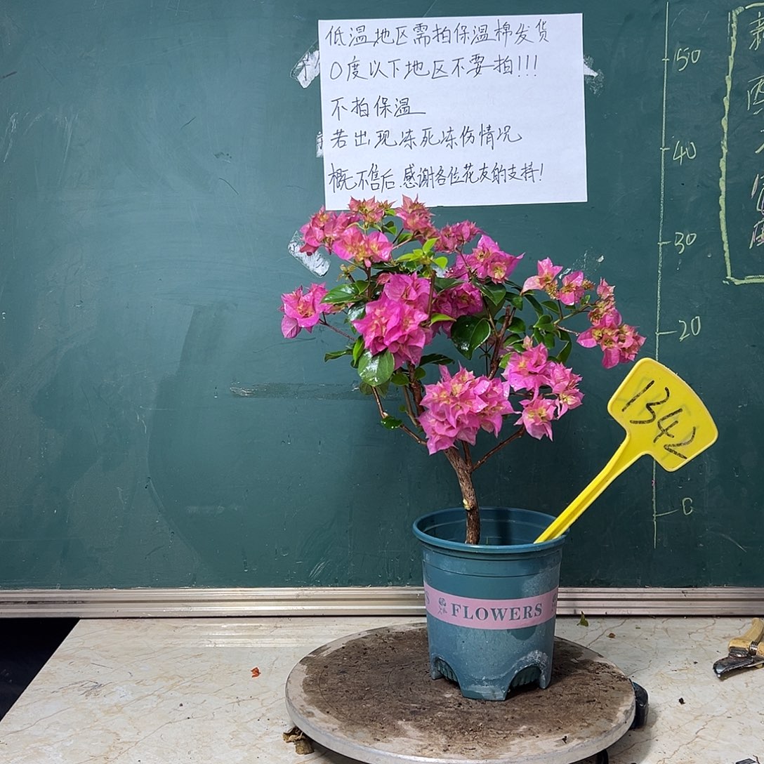 完全开放 重瓣粉  1342