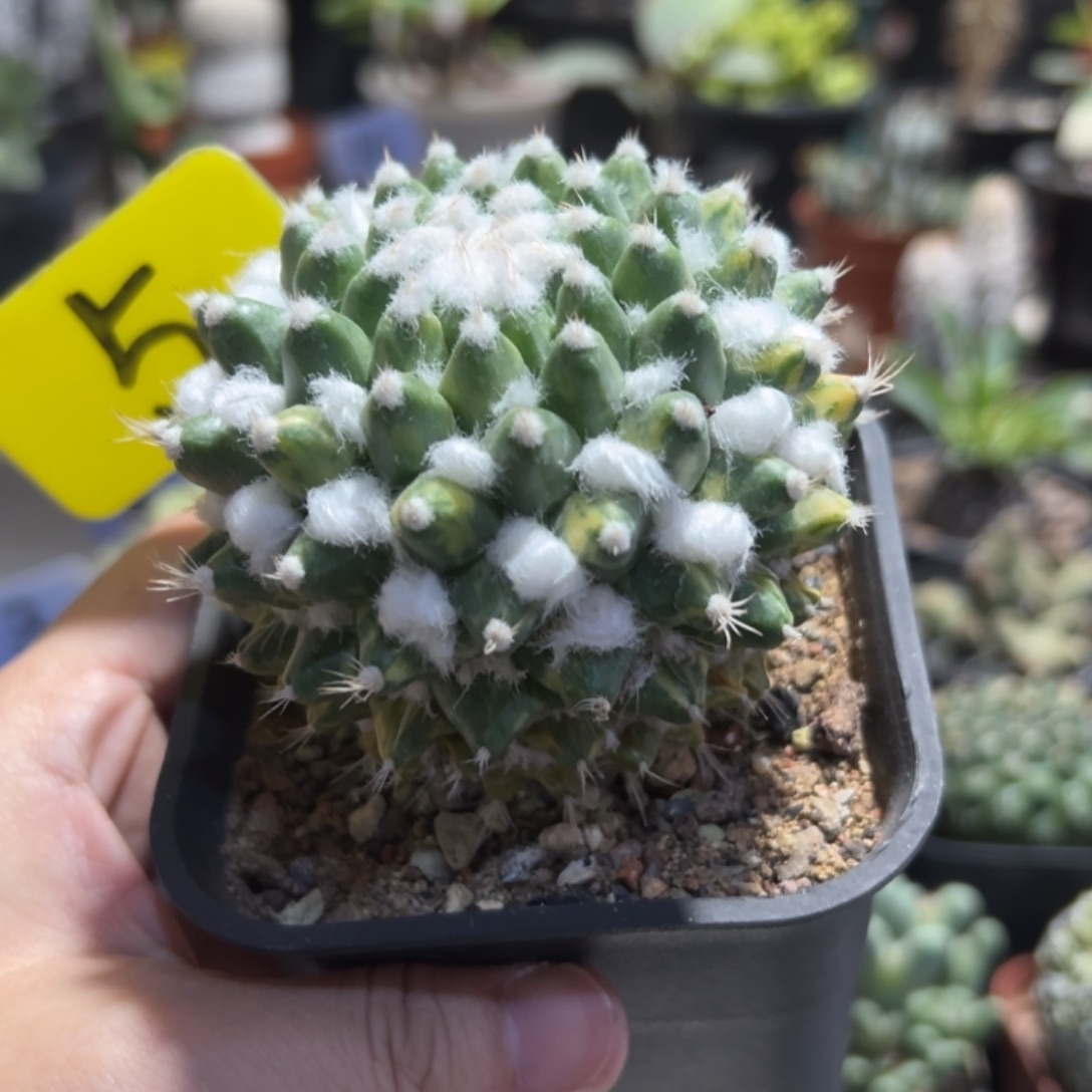 雪糕锦带盆11111111