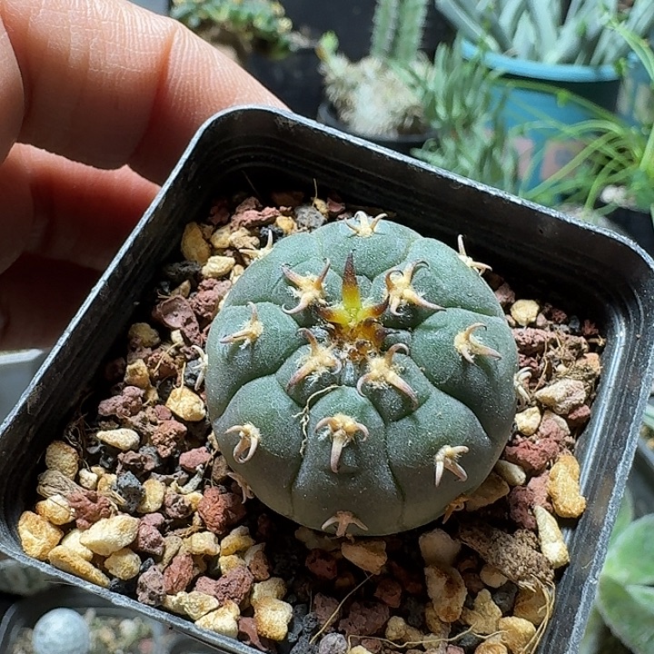 三***丶364猫爪实生脱土发货