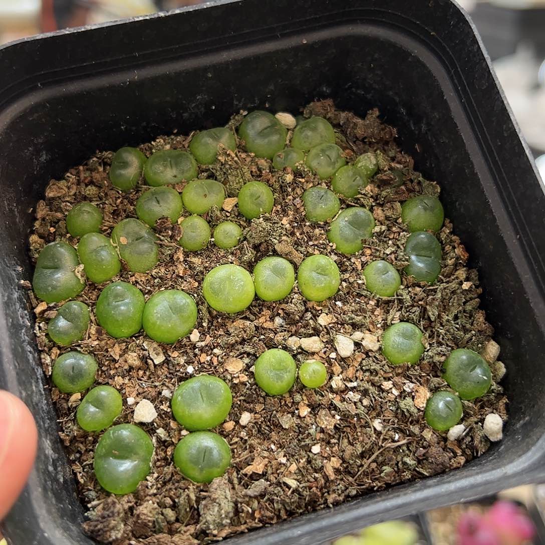 【闪购商品】119 水晶鞋一盆