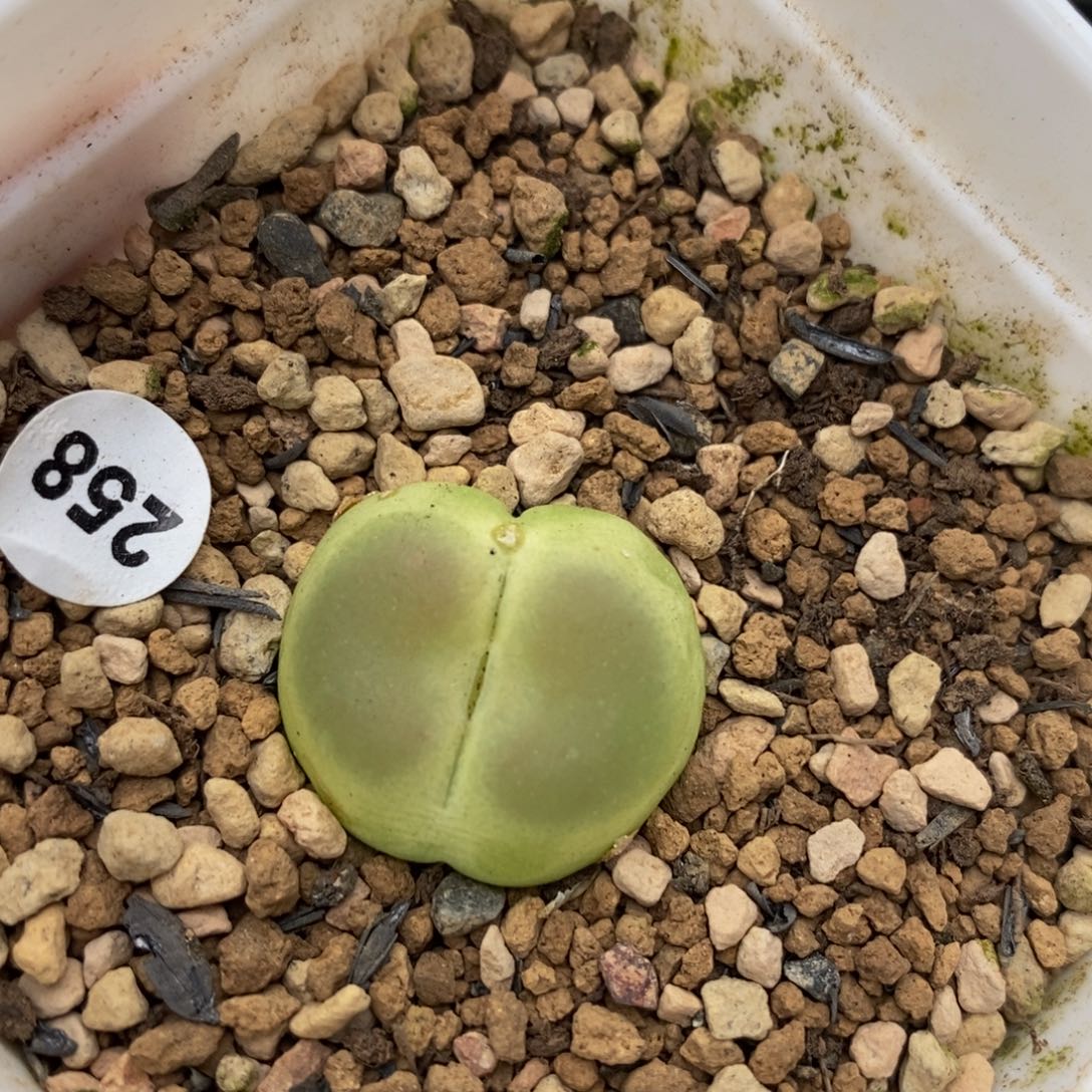 拉登带盆（瑕疵）2cm多肉植物258