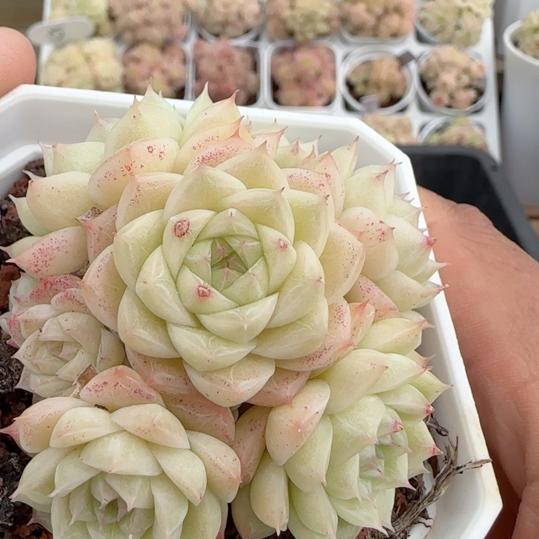 【闪购商品】0216-121（m1-221）