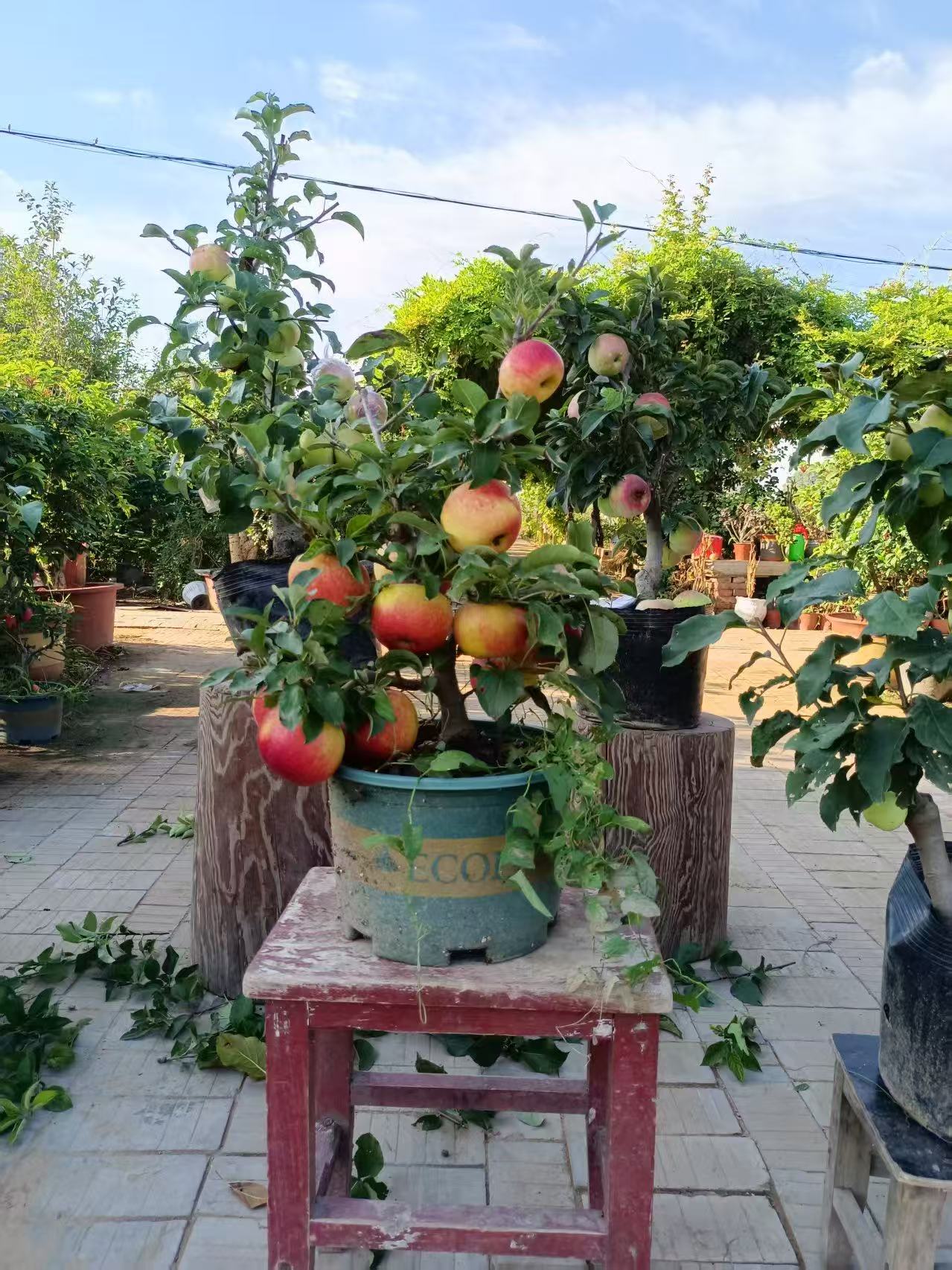 埃果老桩牛奶糖心苹果