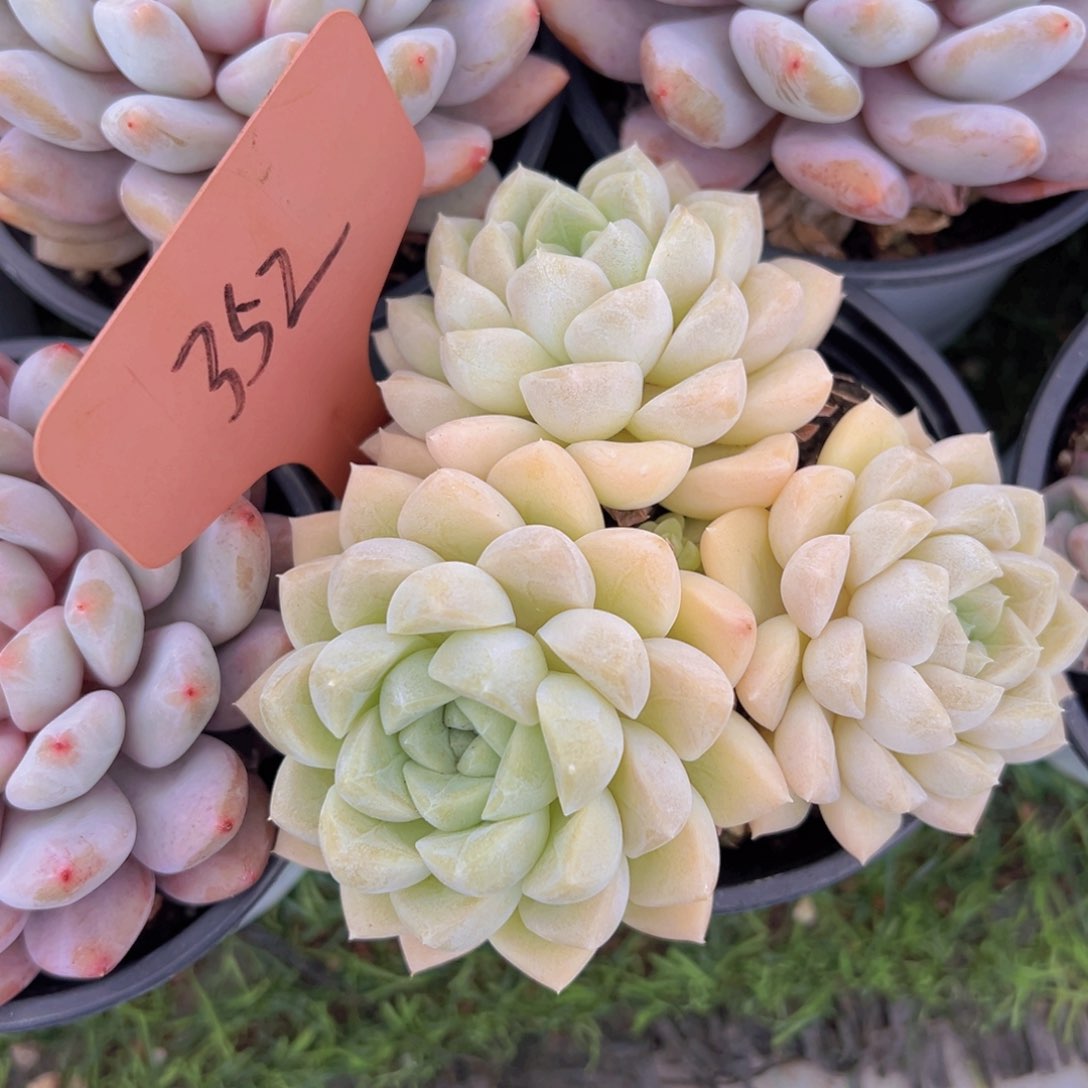 沐*香玉的故事是一个人的故事