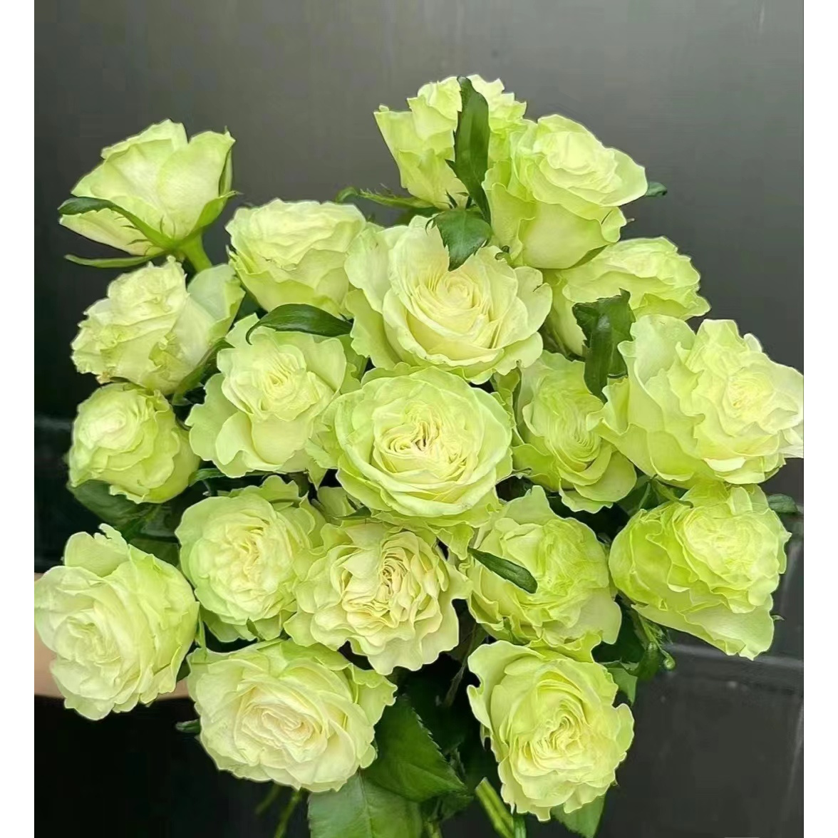 小乔--单头玫瑰花瓣层层叠叠 波浪纹花瓣清新亮绿