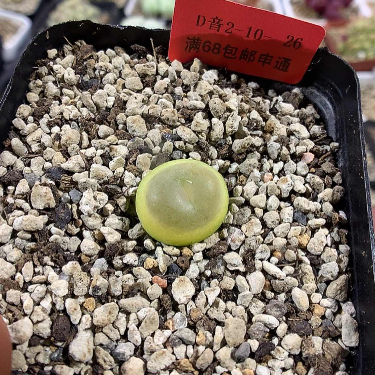 【闪购商品】2-10-26 拉登1颗 40