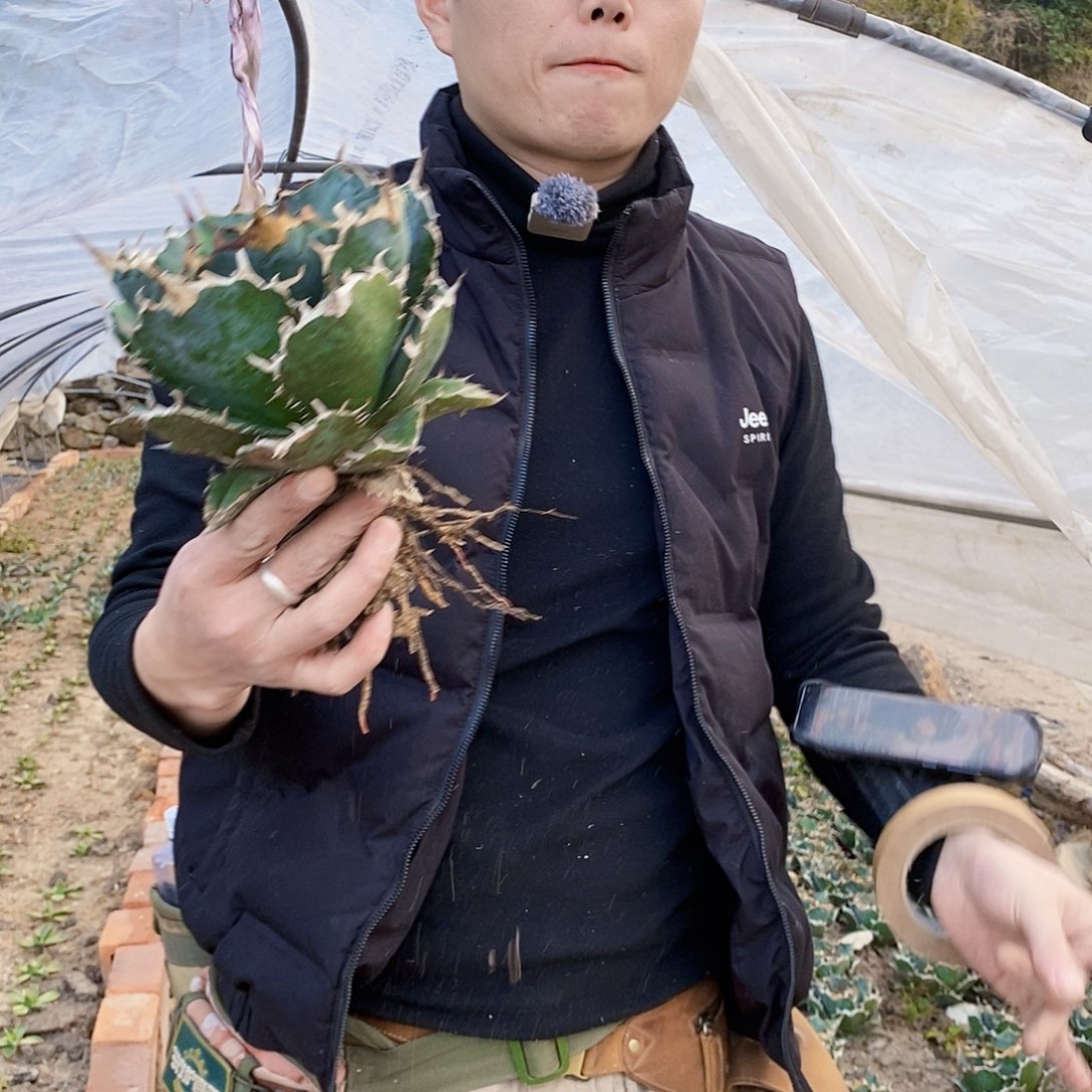 正版白鲸仁王冠冠幅17厘米左右