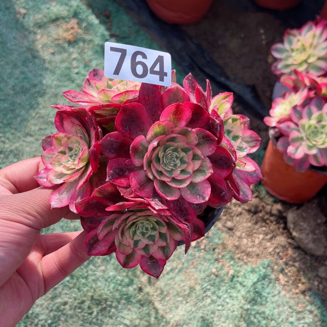 764火龙果多肉植物