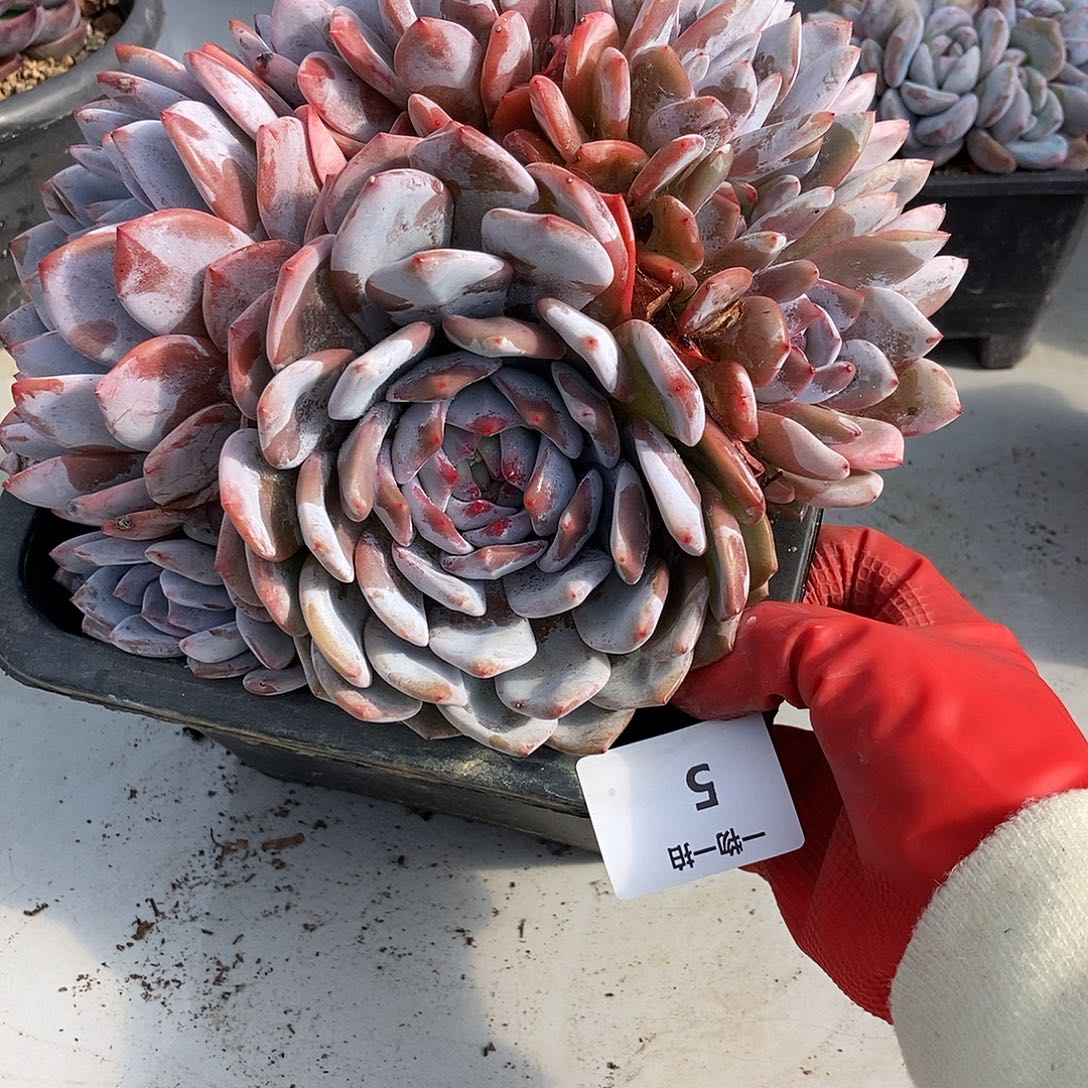 5 一物一拍多肉不退不换