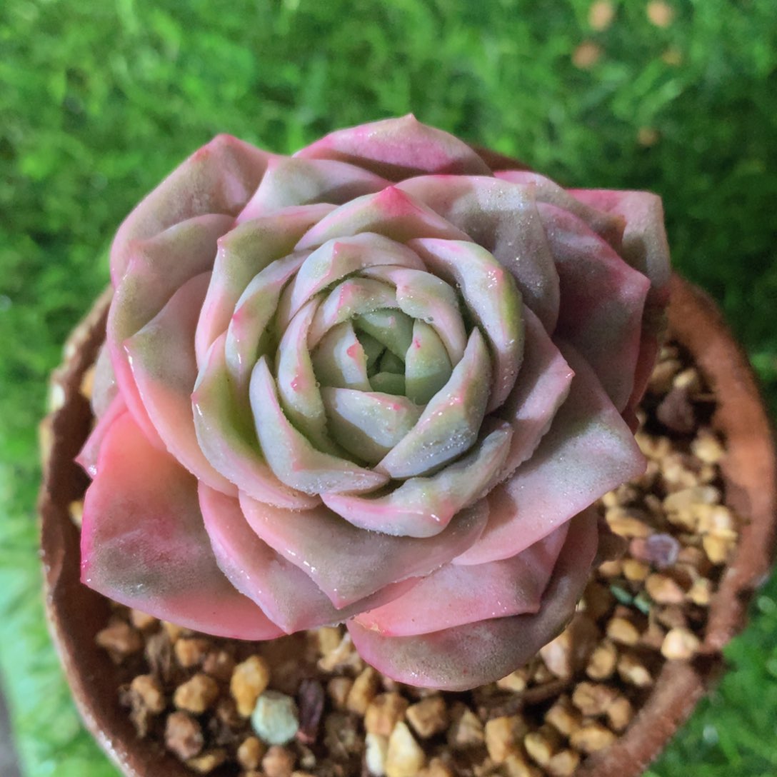 可爱玫瑰彩锦6 公分一物一拍