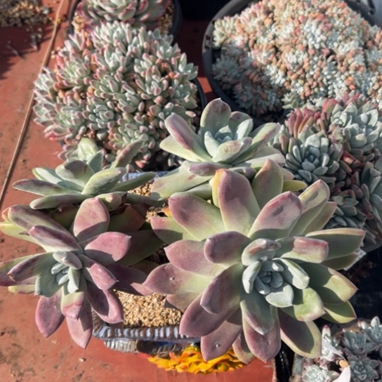 4头大脸红帕～一物一拍2766