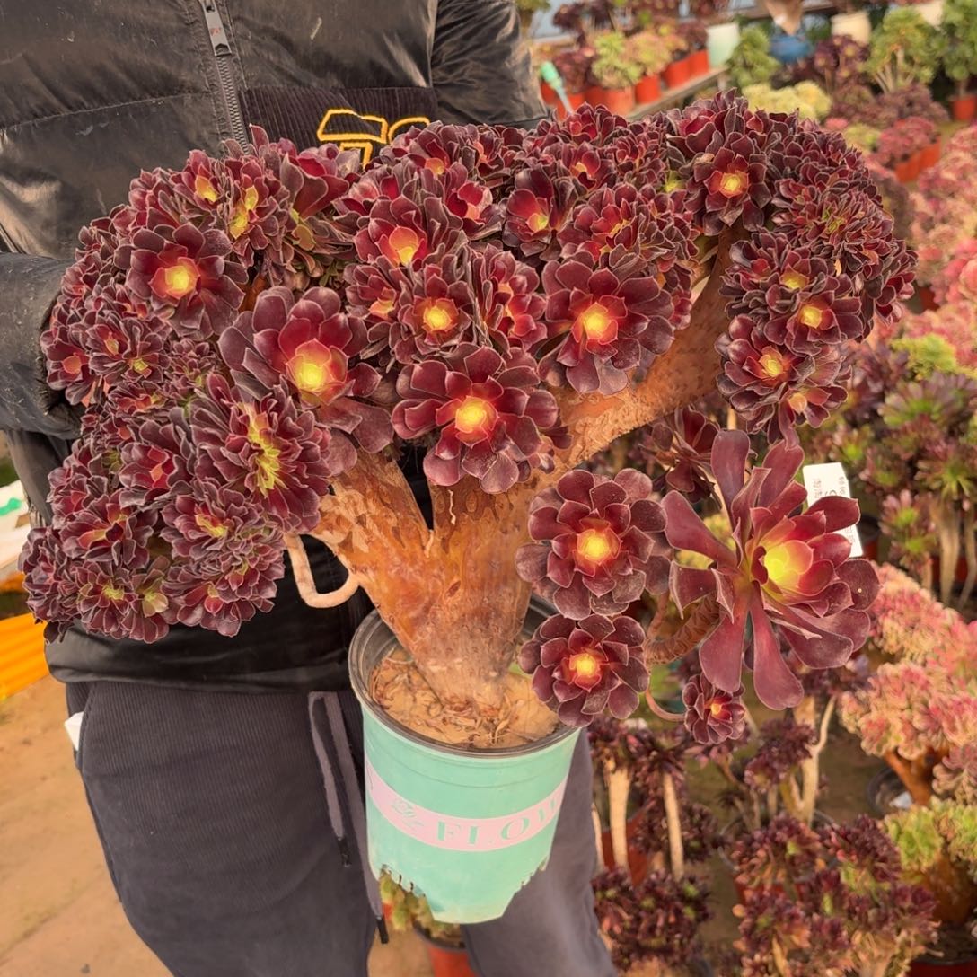 929欧紫缀化多肉植物