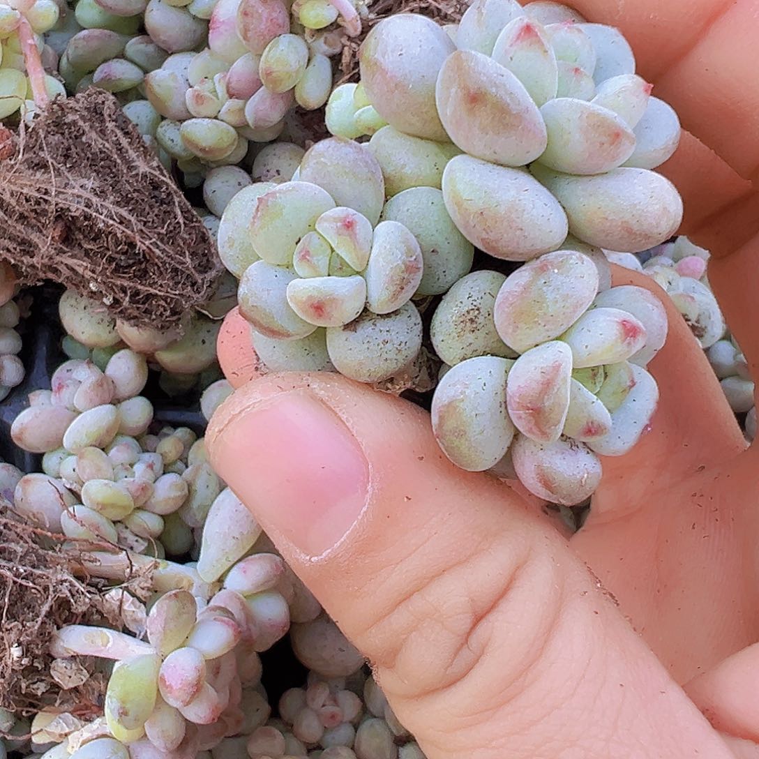 阳光玫瑰群苗2颗多肉
