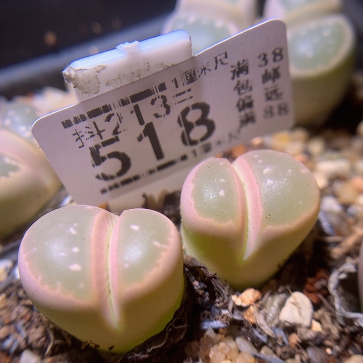 精品生石花213..518