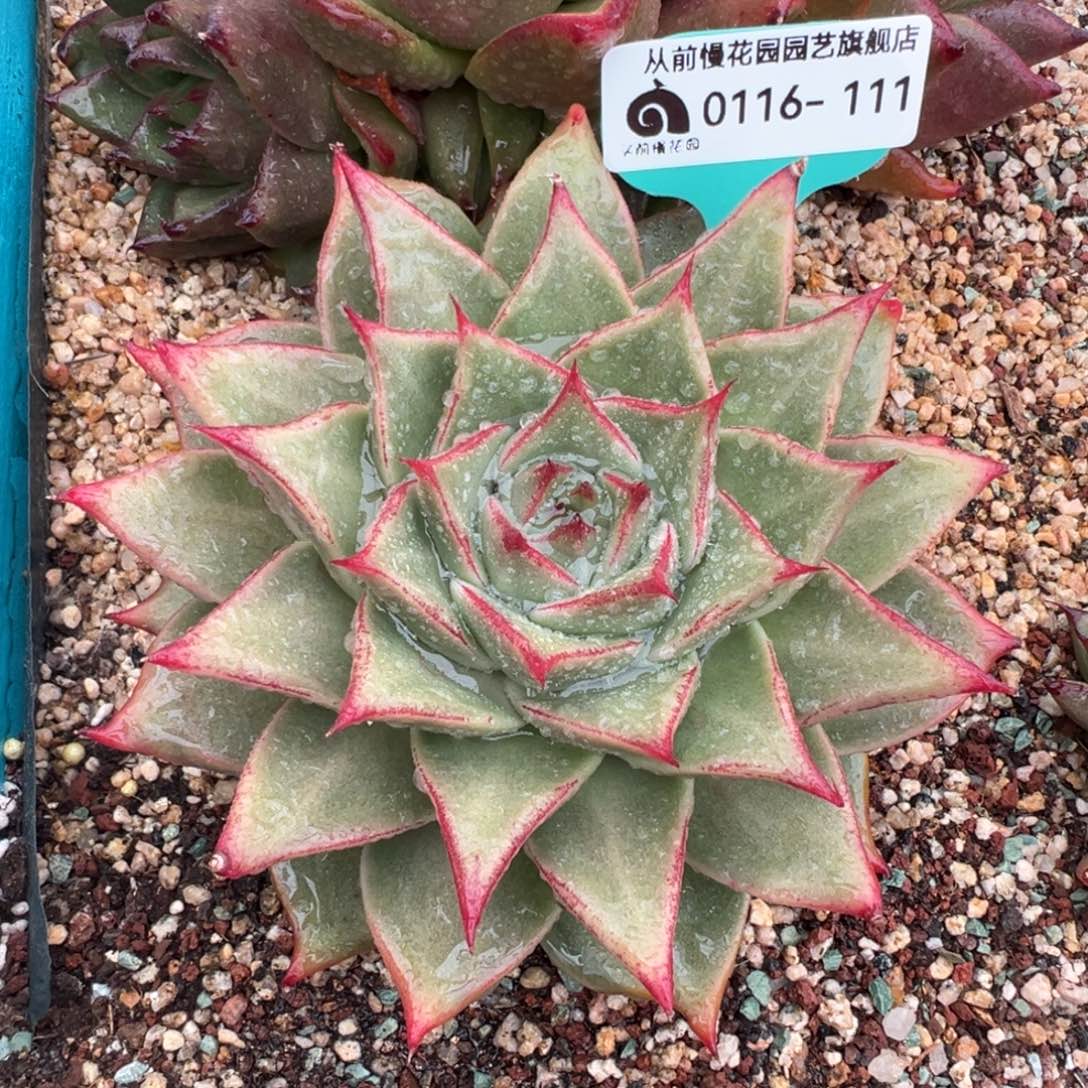 从前慢多肉精选编号0116.111