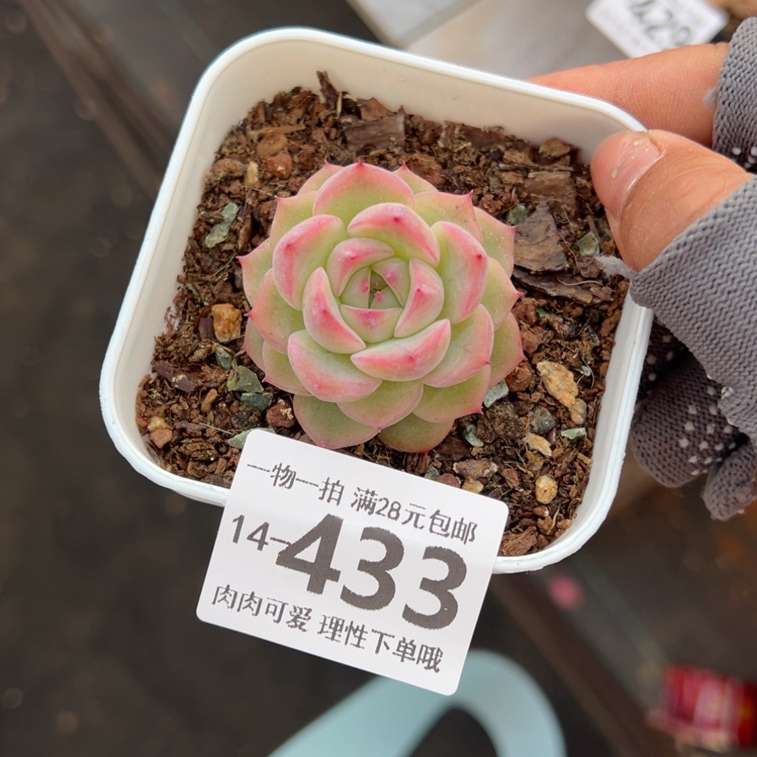 玉笛单头多肉单头多肉