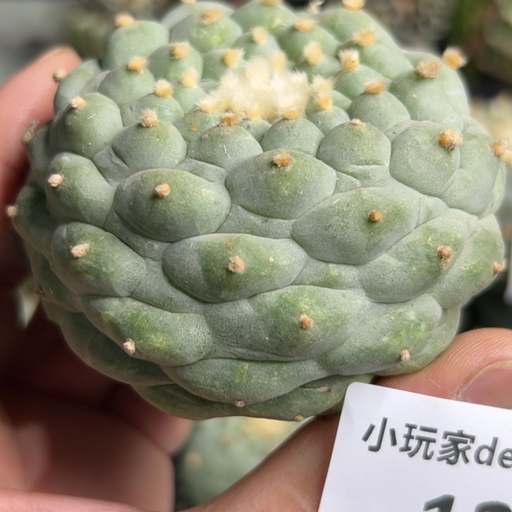 120可发货 可帮发根