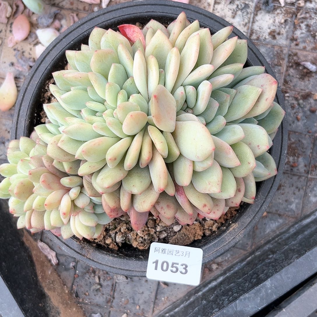 阿雅园艺。   1053