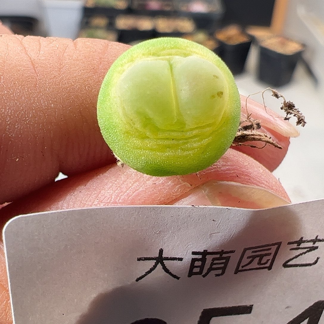 一物一拍。        654