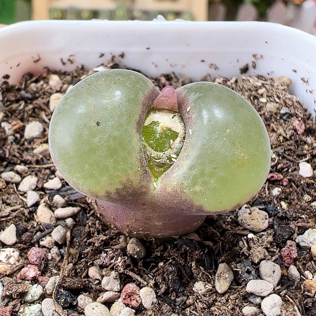 粉红女郎风铃玉一颗