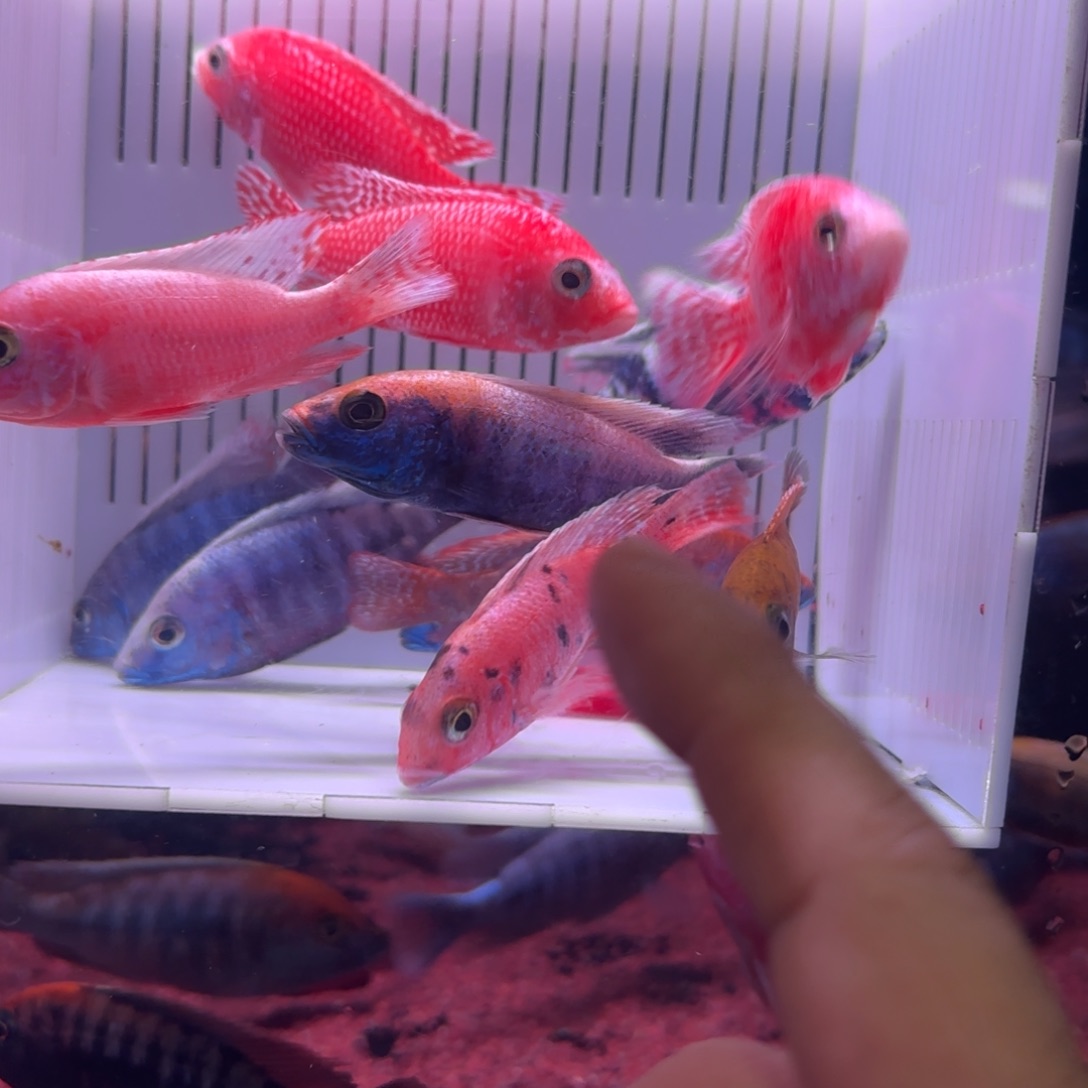 慈鲷鱼直播68号12条其中备损2条