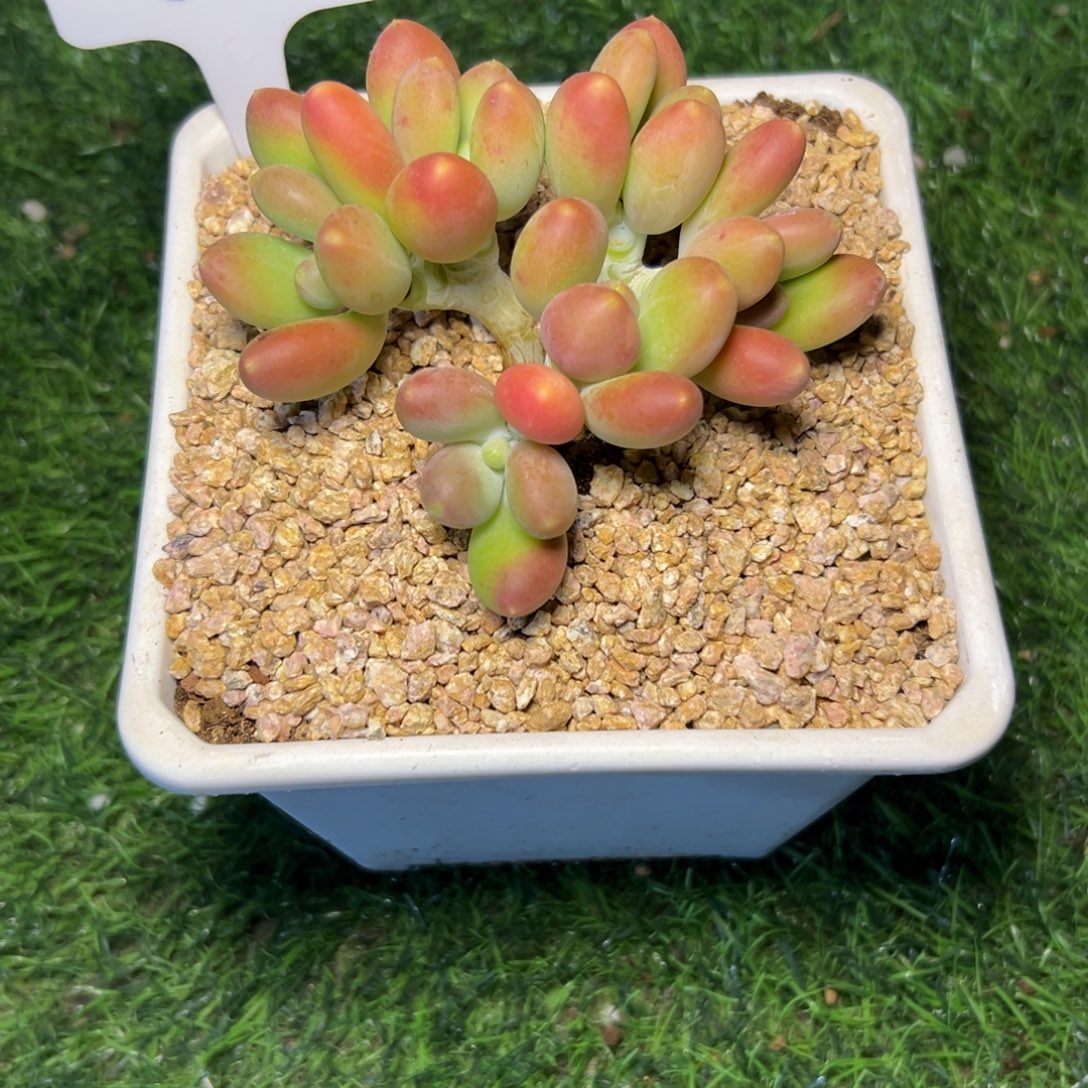 ****22号，多头，金……发货……