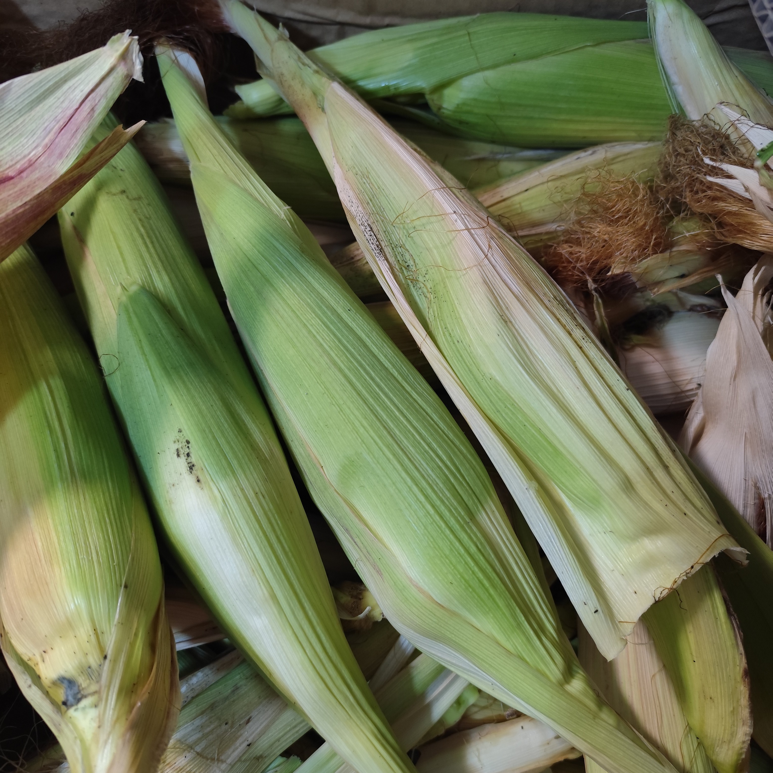 文玩玉米 实验田冰霜各种串 新品 盒子2根默认微瑕不退不换