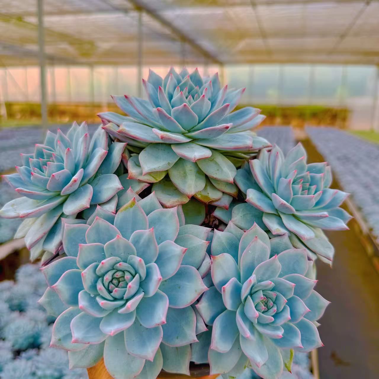 云漫多肉  粉蓝鸟三头  多肉植物