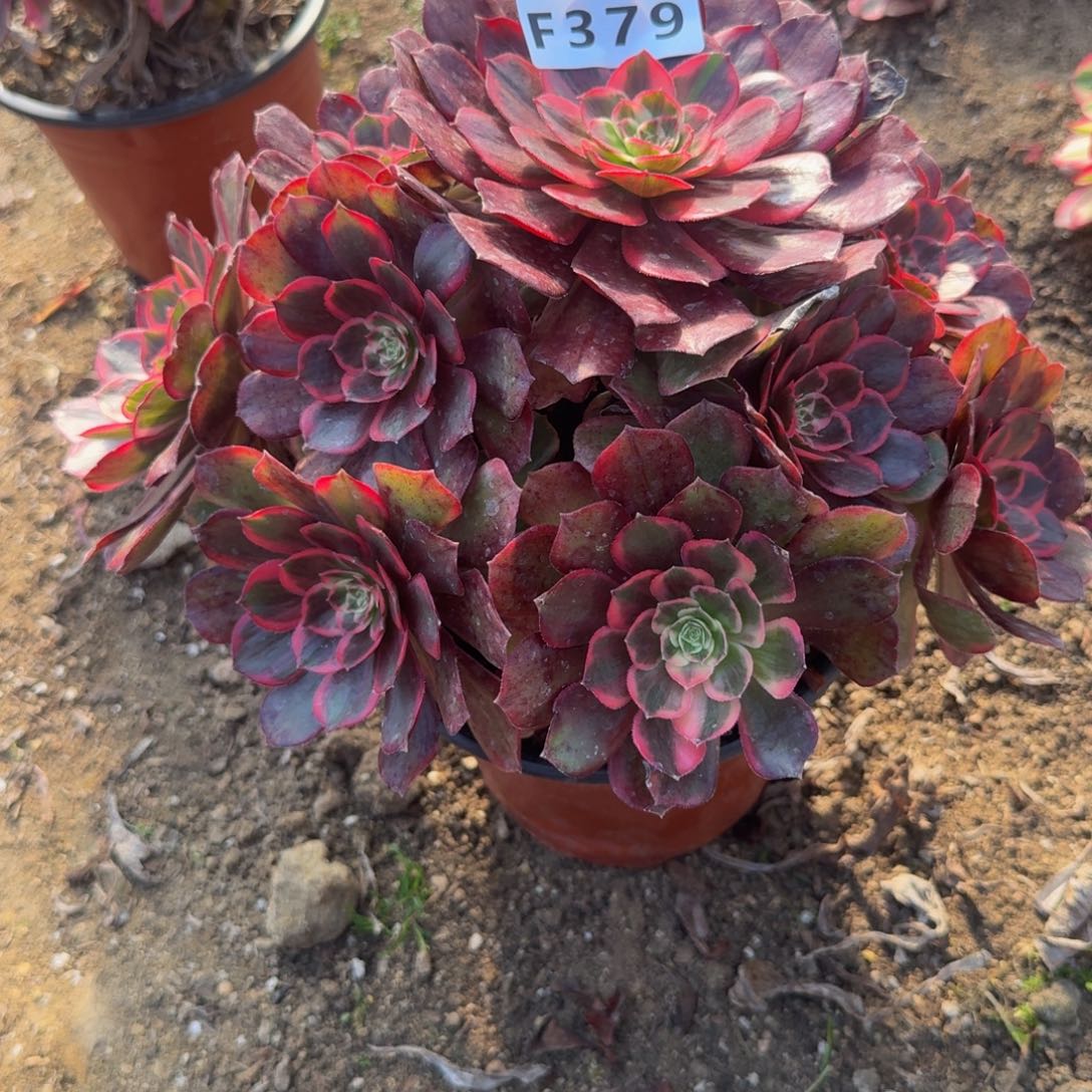 379克拉恋人。多肉植物