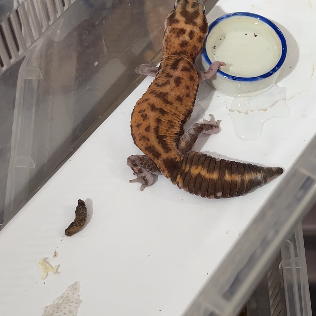 肥尾守宫瑕疵特惠