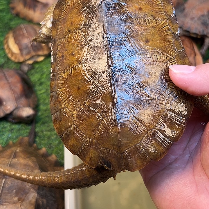 超***飞绿毛龟母剧院闭壳龟