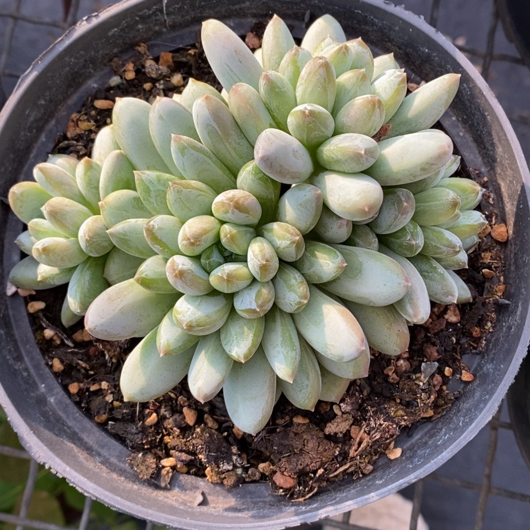 森林之心一物一拍